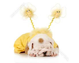 Cute puppy