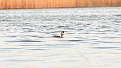 Great crested grebe - Podiceps cristatus - A medium-sized water bird swims in the calm water of the lake on a summer day