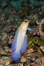 Goby