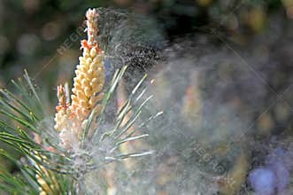 Pollen