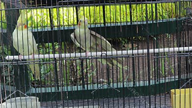 A Pair of Yellow Crested Cockatoo in the Cage for Sale at the Animal Market