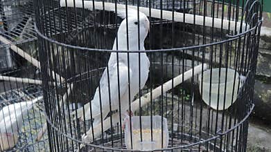 White Cockatoo in a Cage for Sale at a Animal Market