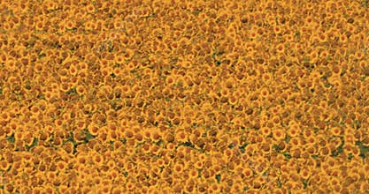 Fields of Radiance: Bathed in the Warm Glow of Sunflowers