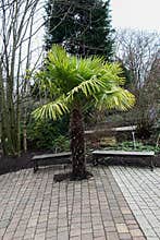 Chinese Windmill Palm Tree