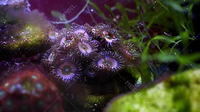 palythoa soft coral, polyp colony move tentacle in flow and Caulerpa prolifera absorb dissolved organic matter, animal species in