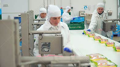 Production and processing of chicken meat. Conveyor line for processing and packaging of chicken broilers.