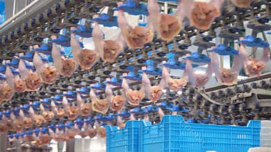 Production and processing of chicken meat. Conveyor line for processing and packaging of chicken broilers.