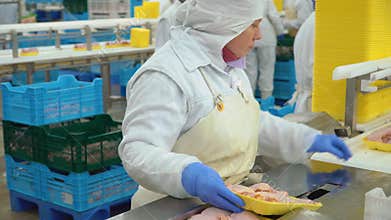 Production and processing of chicken meat. Conveyor line for processing and packaging of chicken broilers.