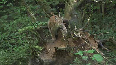Lynx Sees Game and Starts the Chase.