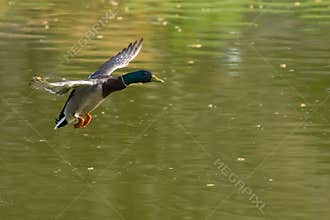 Mallard Gracefully Flying above the Green Lake in Spring