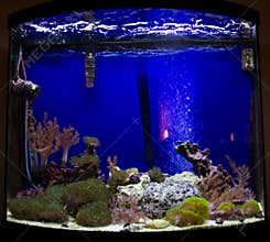 Growing coral in aquarium