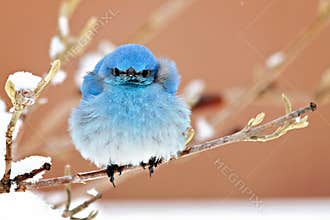 Windblown Bluebird