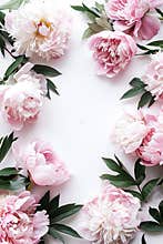 A close up of pink flowers frame with a white background. The flowers are arranged in a circle, with some overlapping
