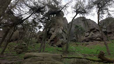Pine trees and gritstone rocks at The Roaches in the Peak District National Park