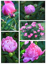 Peony Flower Collage