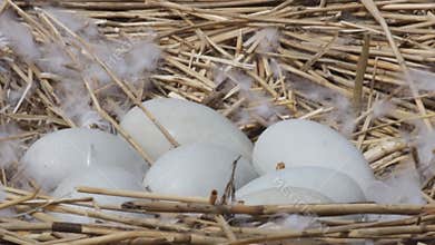 Mute Swan's (Cygnus olor) nest
