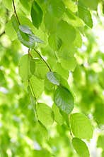 Weeping Beech Tree