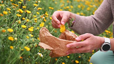 Close-up herbalist's hands collect medicinal plants, herbs and healing flowers in mountains outdoors