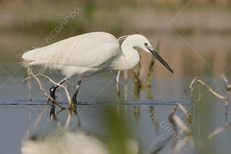 Little Egret