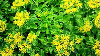 Ground cover of sedum yellow stonecrop plants
