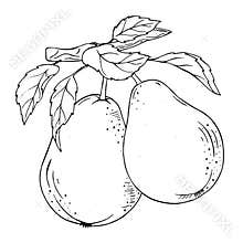 Black and white graphics. A pear tree on a branch. Botanical graphics