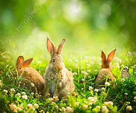 Little Easter Bunnies