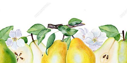 Seamless border with watercolor pears