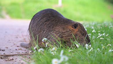 Nutria river rat, coypu herbivorous, semiaquatic rodent member of the family Myocastoridae on the meadow, habitant wetlands