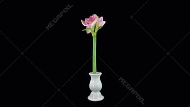 Time lapse of opening Blushing Bride amaryllis with ALPHA channel isolated on black background