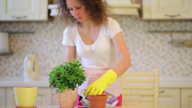 Young woman transplants flowers in pots in