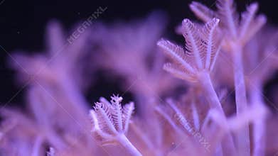 Closeup polyp arms waving in the water of marine
