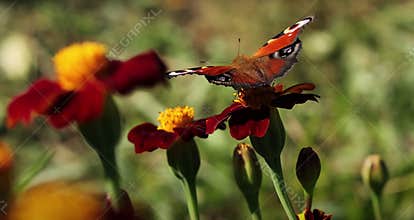 Orange butterfly on red flower