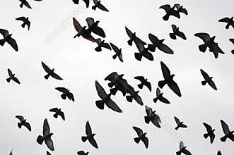 Silhouettes of birds