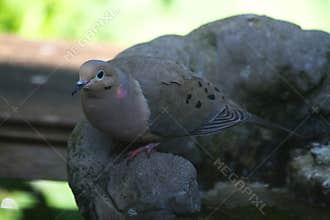 Mourning Dove Camouflaged on Rock - Zenaida macroura