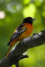 Baltimore Oriole Perched on Thick Branch - Icterus galbula