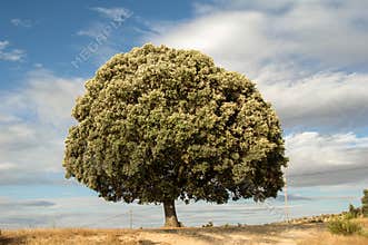 Tree alone, brown ground , blue sky with clouds