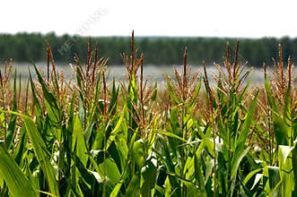 wheat plantation in Spain, Castilla y Leon