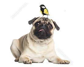 Pug, lying with a great tit on the head, isolated