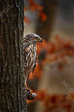 Czech wildlife. Autumn in the nature, orange forest. Goshawk, Accipiter gentilis, bird of prey sitting oh the branch in autumn