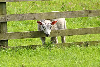 One Lamb on a Pasture Field