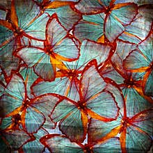 Background with butterfly