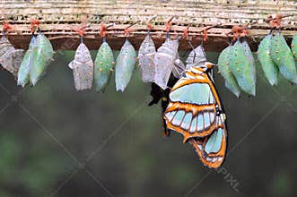 Rows of butterfly cocoons