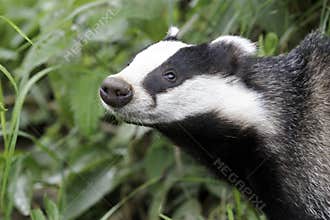 Badger, Meles meles