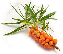 Sea-buckthorn berries