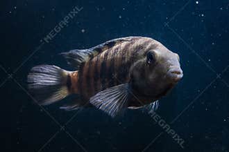 Fish with black stripes. Big beautiful fish underwater. Pets in the aquarium. Large fins, tail and scales. Nature protection