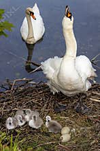 Swans with their new born babies