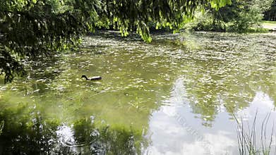 Green lake water nature in park, landscape pond with duck. Summer trees background outdoors, bird