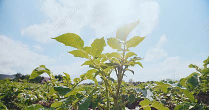 Potato Seedling in the Sunlight, Organic Farming