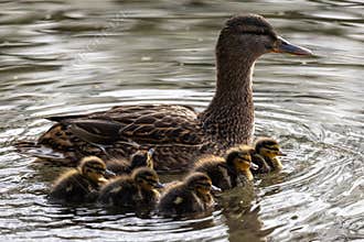 Mallard ducklings with their mother
