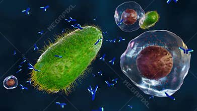Antibody molecules produced by B cells bind on bacteria